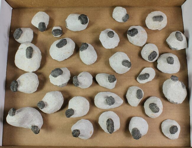 Wholesale Lot of Gerastos Trilobites - Pieces #69143